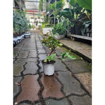 목대가있는 무늬백화등 화려함 15-25cm 45
