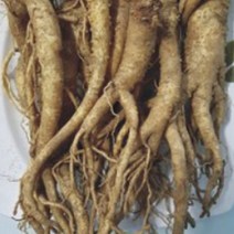 국산 슈퍼 도라지 씨앗 작물 품종 산채 종자 200g _ 256589EA, 쿠팡 본상품선택