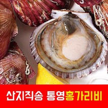통영 홍 가리비 2kg 산지직송 구이용 조개구이 생물