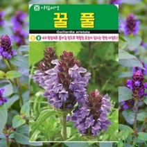 꿀풀 씨앗 1000립/ 야생화 하고초 꽃씨 몰 주말농장 텃밭 홈가드닝 키우기, 1개