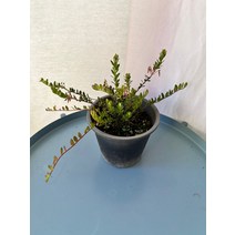 9900 크랜베리 나무 과실수 열매나무 중품, 1개