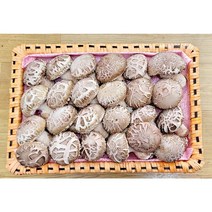송화고버섯 백화고 선물용 1.5kg 송정농원 친환경 무농약 당일수확