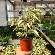 무늬 벤자민 고무나무 소품 꽃비관엽, 1개