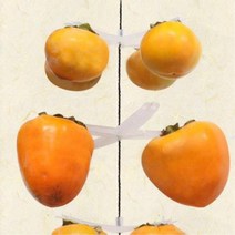 화이트 곶감걸이 4개걸이 25개 반건시곶감 감말리기 곶감만드는법/곶감말리기/곶감행거/곶감만들기/곶감건조걸이/곶감걸이/감걸이/꽃감/꽂감걸이/반건시만들기