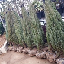 보람농자재 문그로우 나무, H1.5(1.5m)