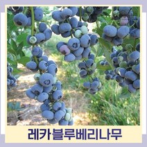 블루베리나무 묘목 레카 2년생 포트묘 3개