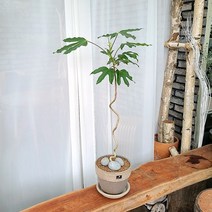 흰내 실내공기정화식물 황칠나무 이태리토분 인테리어 화분 플랜테리어 서울 경기지역만 배송가능, 토분 기본 구성