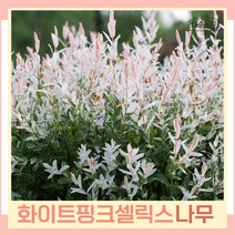 버드나무 묘목 오색버들 화이트핑크셀릭스 R3cm(분) 1개