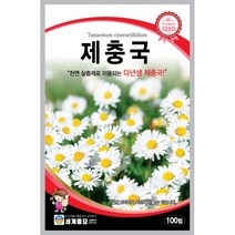 세계 제충국 씨앗 다년생 아스타 달마시안 살충제 국화과 봄 여름 가을 꽃씨 종자, 구절초