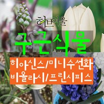 허브여울 구근식물 모음(히아신스/미니수선화/프린시피스(알부카)/비올라시) 지름 9cm 소품화분, 미니수선화