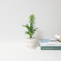꽃피우는청년 흰색 토분 - 테이블야자 키우기 쉬운 실내공기정화식물 -ENVIE casa 화이트 토분