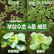 둥둥 수조 위 뜨는 부상 수초 키우기 4종 세트(SET12), 단품