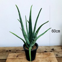 청년농부 알로에베라 알로에나무 알로에식물, 1개