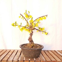 개나리 근상 분재 노랑 노란 꽃 나무 묘목 화분 인테리어 반려 식물 키우기