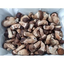 참말로 국산 참송이버섯 1kg, 미니 1kg