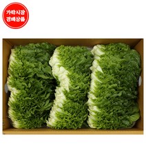 [가락시장 경매 식자재 채소] 쌈추 1kg내외/box