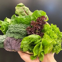 전북 순창 친환경 무농약 모둠 쌈채소 600g 1kg 샐러드채소 쌈야채 즙용케일, 1박스, 600g(모둠쌈채소)