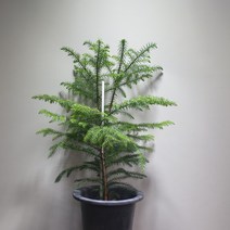 [공룡꽃식물원] 아라우카리아 중품 공기정화 트리용, 1개