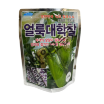 얼룩 대학찰 옥수수 씨앗 2000립 연농2호 괴산지역 1등 옥수수 품종 알록 찰옥수수종자