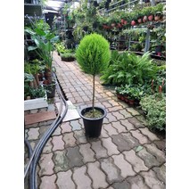 80~120cm 449 율마 외목대 특대품, 1개