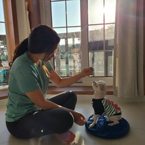 윌리로이 강아지 짐볼 밸런스 쿠션 볼 홈트레이닝 기구 마사지볼 슬개골탈구 예방 홈트 운동기구, 4.핑크