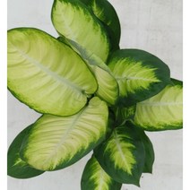 마리안느 중대품 55-65cm - 공기정화 / 관상용 / 반려식물 - 꽃보러가자
