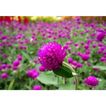 천일홍-퍼플 일년초 (묘종7개) 오래피는꽃 마른꽃 규격8cm포트묘 [케이야생화], 7개