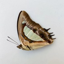 오리지널 나비 진짜 표본 날개 펴지 않은 곤충 나비목 과학 교육 수제 DIY 홈장식 홈데코 동상, 2