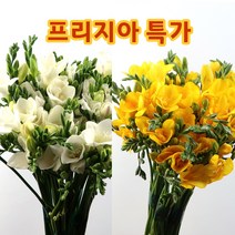 저스트스템 프리지아 후리지아 50줄기 생화 도매꽃 꽃시장, 노랑(50줄기)