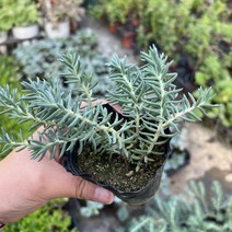 골드씨드 야생화 블루세덤 모종 솔세덤 포트 다년초 노지월동식물, 3치포트