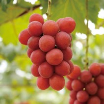 포도나무(루비로망)접목1년6개월(포트묘)묘목/F0047