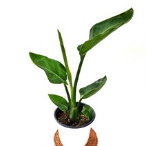 여인초 (중품) 키우기좋은 극락조보다 잎이 짧은