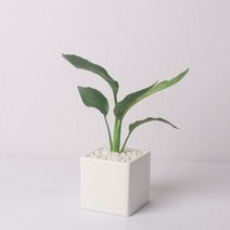 나루플랜트 실내 공기정화식물 화이트화분 공기청정 반려식물 인테리어식물, 1Ea, 극락조