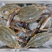 태안 꽃게 활꽃게 숫꽃게 선별 2kg 3kg 빙장포장, 활꽃게 2kg(빙장포장), 1개