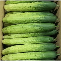 국산 백오이 백다다기 특품 15개/25개/50개, 3kg 내외 (15개), 1개