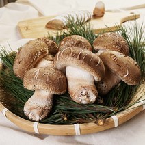 [산정마을] 순창직송 무농약 송고 송화버섯, 03_송고버섯(특품) 1kg