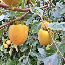 [모든원예조경] 대봉감나무 묘목 (접목1년생) 상묘 감묘목 과수 유실수