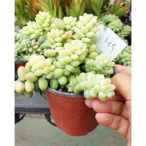 안산 플라워마트 다육식물 청옥