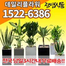개업축하화분배달 개업식 인테리어식물 집들이 선물 금전수 스투키 산세베리아 만냥금 뱅갈고무나무 떡갈나무 알로카시아 소철 극락조 파키라 거실화분 실내화초, (선택23)아가베