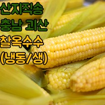 산지직송 괴산 대학 찰 옥수수 냉동옥수수 삶은옥수수 햇옥수수, 냉동_삶은찰옥수수_3팩(9개)