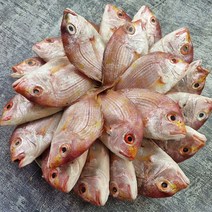 꽃돔 색돔 3kg 20~25미, 3kg(20~25미), 1개