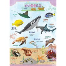 시멘토 학습벽보 학습앱 바다동물도감 2