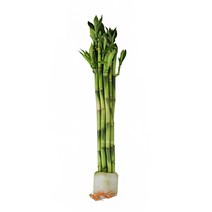 갑조네 개운죽 10p 공기정화식물 수경재배 10cm 20cm 30cm 40cm 50cm 60cm 70cm 80cm 90cm 100cm 수경식물