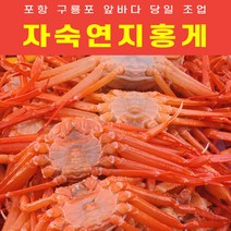 구룡포 산지직송 자숙 제철 연지홍게 속이꽉찬 박달홍게 붉은대게, 연지홍게3kg, 1개