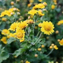 [모야모 꽃씨] 감국 30립 씨앗