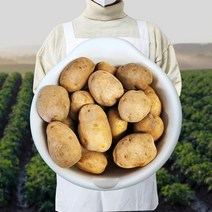 자재스토어 강원도 정품 씨감자 (4kg 10kg 20kg) 분나는 수미 대서 두백 감자모종 감자씨앗 +전용장갑셋트, 씨감자 수미4kg