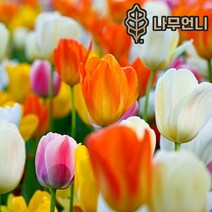 튤립 구근 모음 5구세트 신상품 나무언니, 반자 루카 (5구), 1개