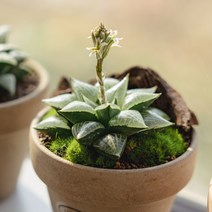 하월시아 옵투사 19종, 3 옵투사 실생, 1개