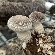 무농약 생 표고버섯 1kg 참나무 원목 당일수확출고 가정용, 표고버섯 하품 1kg