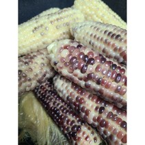 강원도 홍천 미백 흑 찰옥수수 [발송중], 흑찰옥수수, 20개